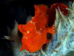 10 mm frogfish.
More photos:  www.jornari.com by Jorn Ari 